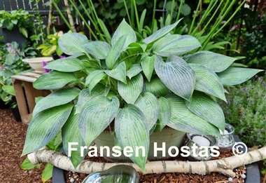 Hosta June